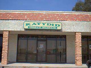 Katydid Insect Museum