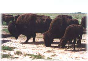 LCL Buffalo Ranch
