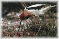 LASR - American Avocet - Great Bend, Kansas