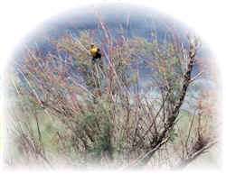 Yellowheaded Blackbird - photo by Mike Rader