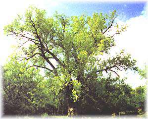 Previous State Champion Cottonwood Tree