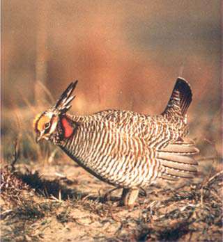 Cimarron National Grassland Hunting