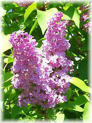 The Lilacs of Meadowlark Hill