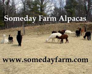 Someday Farm Alpacas