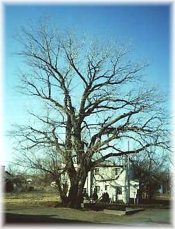 Beaver County's Oldest Tree