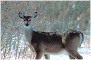 Salt Plains Refuge Hunting