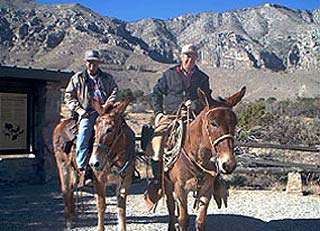 Guadalupe Mountains Equine Trails