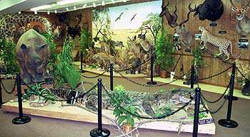 Preston Kyle Shatto Wildlife Museum