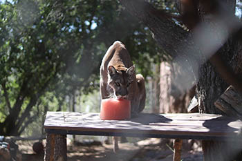 Breakfast with the Mountain Lion - Heritage Park Zoological Sanctuary 