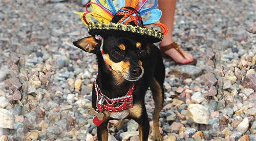 Annual Cinco de Mayo Chihuahua Races & Social Event