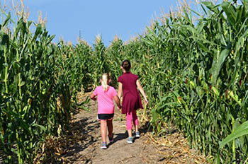 Oakley's Corn Maze