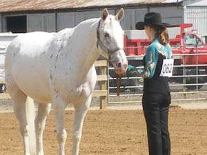 Dazzling Spots Open Breed Horse Show