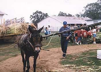 Fall Farm-Fest