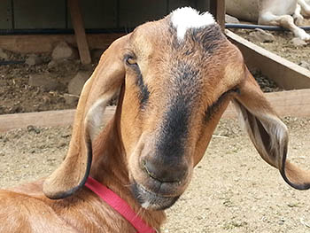 Crockett County 4-H Junior Livestock Show