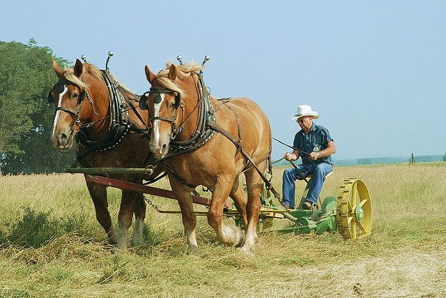 Haying with Horses