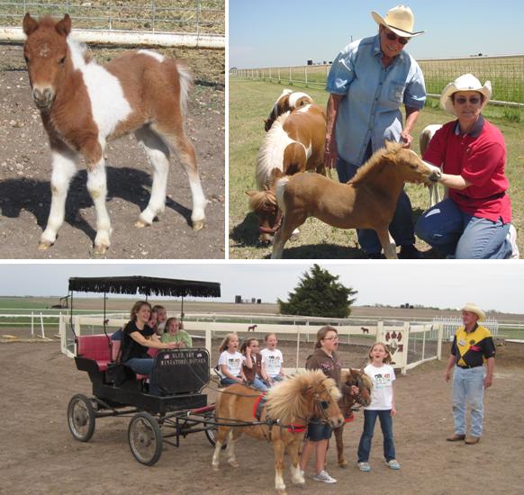 A Day on the Ranch - The World of Miniature Horses