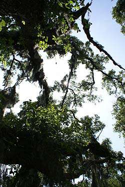 Indian Shell Mound Park - Ghostly Tours