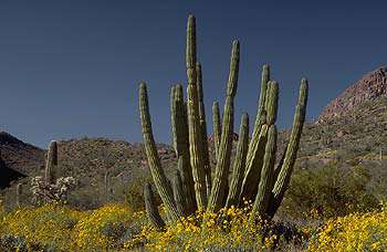 Organ Pipe Cactus National Monument