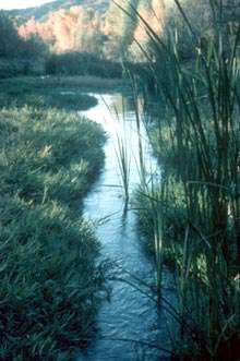 Nature Conservancy - Hassayampa River Preserve