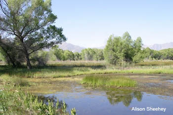 Lake Isabella Campgrounds Wildlife Viewing