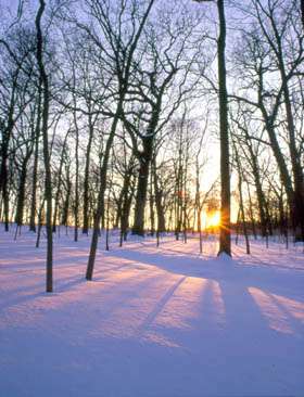 Morton Arboretum