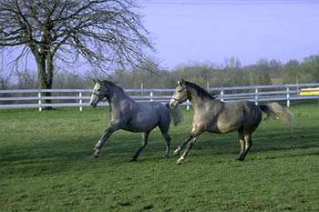 Tempel of Lipizzans