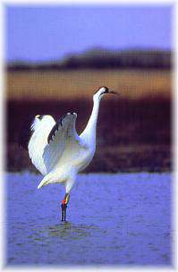 Cheyenne Bottoms Wildlife Refuge