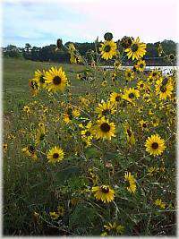 Dyck Arboretum of the Plains