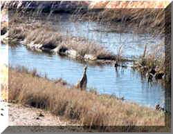 Quivira National Wildlife Refuge