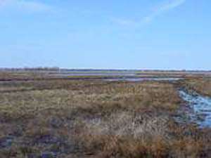 Cheyenne Bottoms Hunting