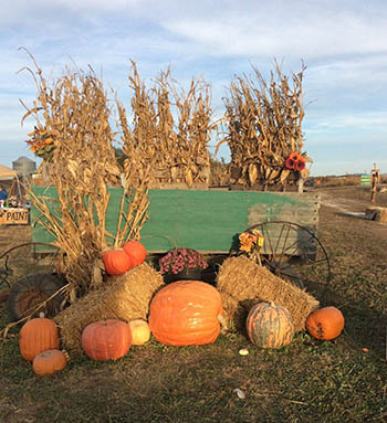 Hunter's Pumpkin Farm