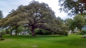 Burr Oak Natural Landmark