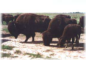 LCL Buffalo Ranch and Museum