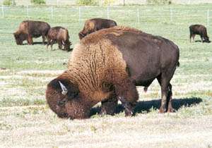 Buffalo Herd