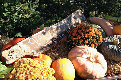 Granny Mae's Pumpkin Patch