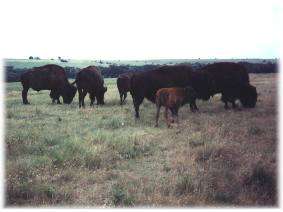 Butterfield's Buffalo Ranch