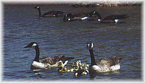 Jamestown Wildlife Area