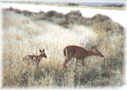 Waconda Lake Wildlife/Bird Watching