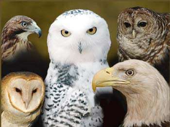 Eagle Valley Raptor Center