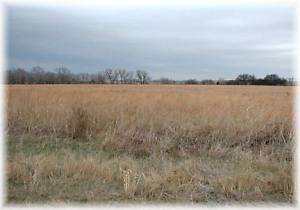 Comanche County Hunting