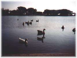 Meade Lake Birdwatching