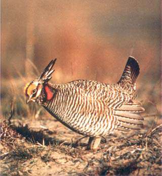 Cimarron National Grassland Hunting