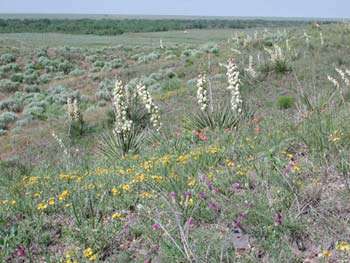 Cimarron National Grassland Flora