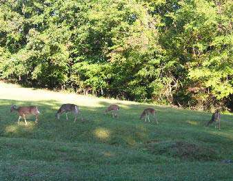 Barren River Lake Hunting