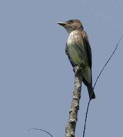 Barren River Lake Birdwatching