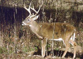 Barren River Lake Watchable Wildlife