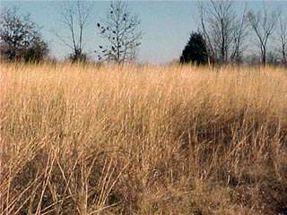 Long Branch Lake Area Hunting