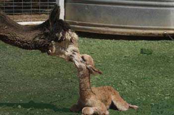 Leaping Lagomorph Rare Breeds