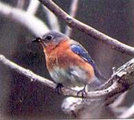 Lake of the Ozarks Birdwatching