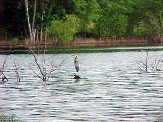 Stockton Lake Fishing